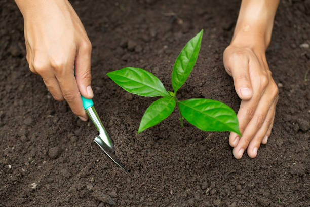 Young plant growing from soil