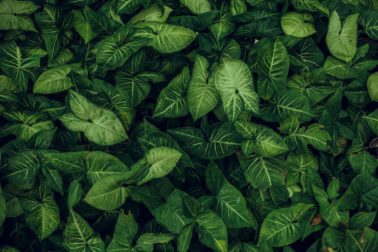 Green leaves representing environmental protection
